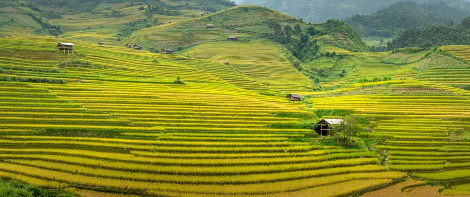 Cân và đóng bao