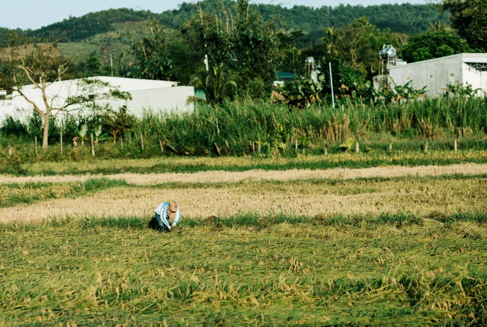 Ruộng lúa chín